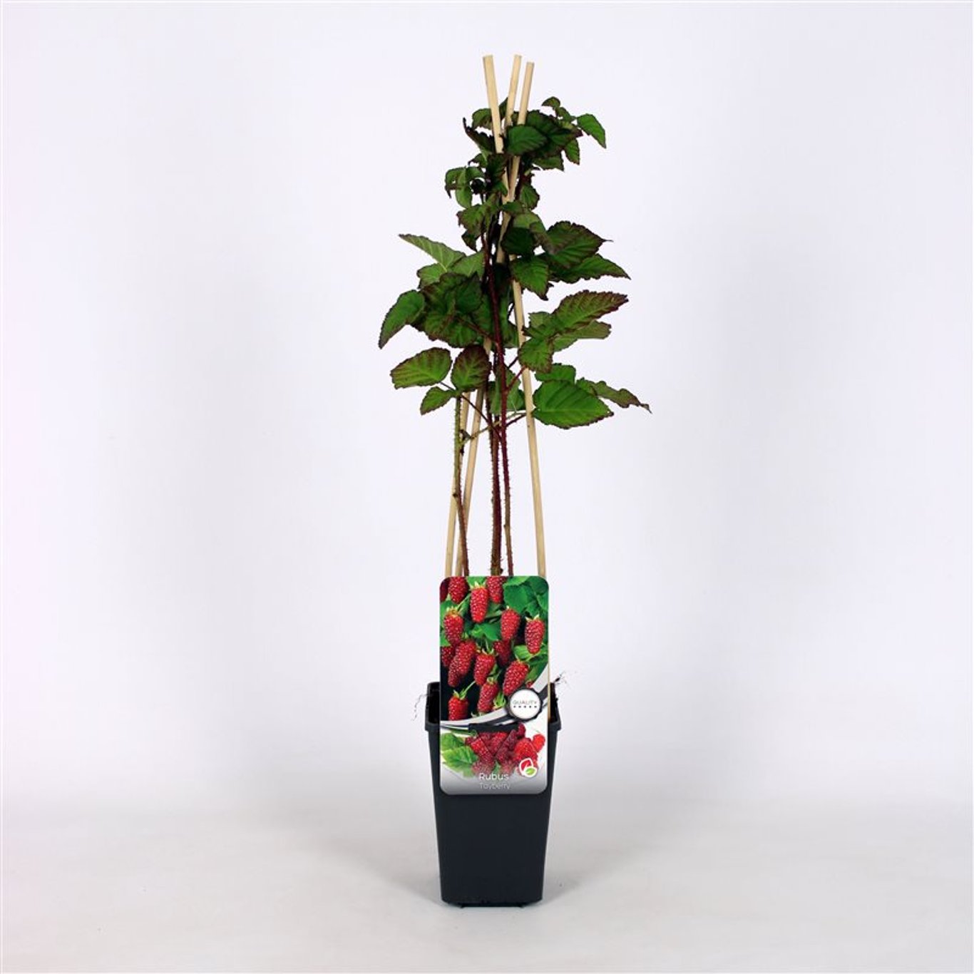 Rubus 'Tayberry' - C2 70/+ CM